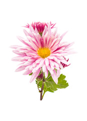 chrysanthemum