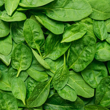 Fresh green baby spinach leaves