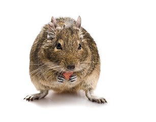 degu mouse gnawing pet food