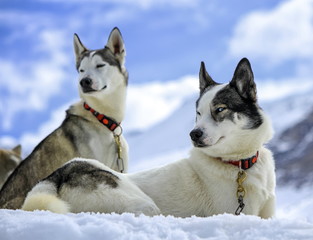 Husky dogs resting