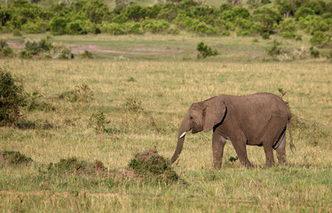 kleiner Elefant