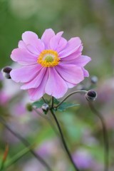 Obraz premium Anemone japonica