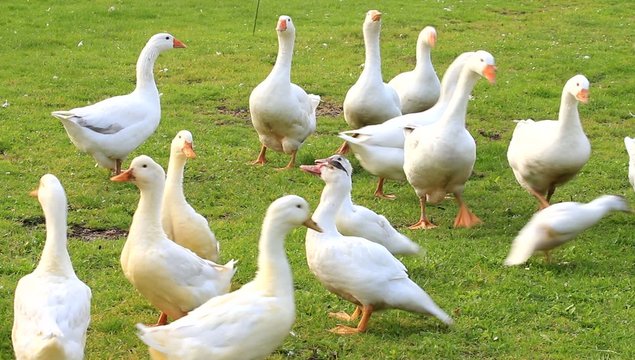 G&auml;nse auf dem bauernhof bei der F&uuml;tterung mit Brot 