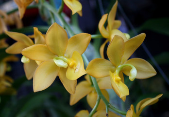 Full bloom of yellow orchid flower