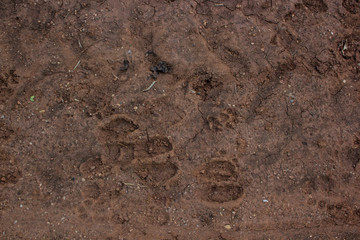 Cattle footprint on the ground