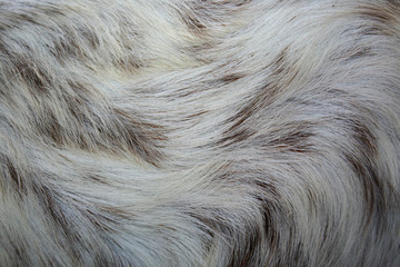 pig skin as background