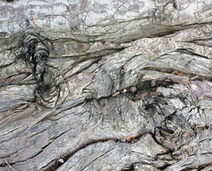 legno