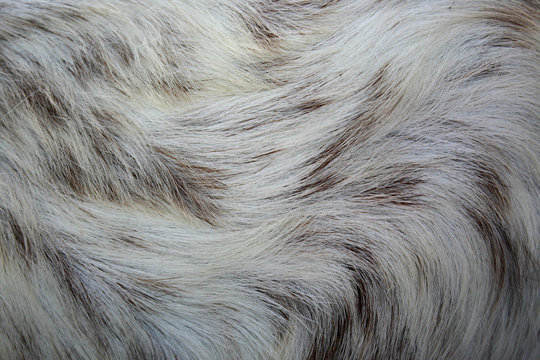 pig skin as background