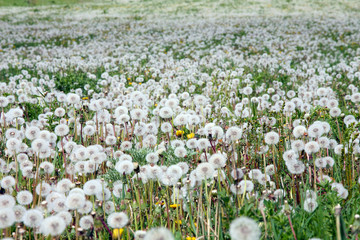 Obraz premium field of dandelions