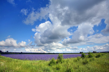 clouds over a flowering meadow