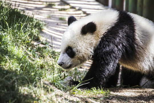 Fototapeta Beautiful breeding panda bear playing in a tree