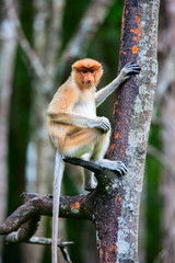 Proboscis monkey on tree