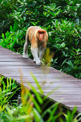 Proboscis monkey