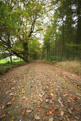 Naklejka premium road in a forrest with autumn leaves