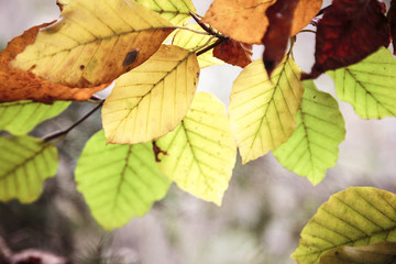 close up of autumn beech leaves in backlit