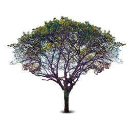 Fototapeta premium Vector tree