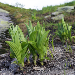 Obraz premium mountain flowers and herbs