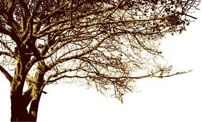 Big tree and branches silhouette. Detailed vector background