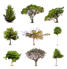 Collection Of Trees isolated On White Background. Vector