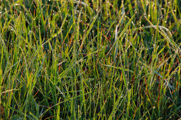 Obraz premium cobwebs on the grass