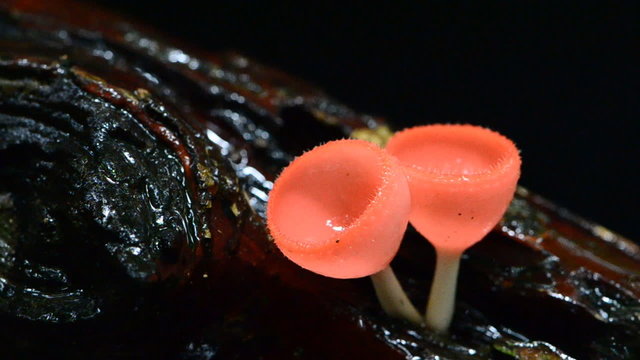 Red Mushroom in the rain forest. HD