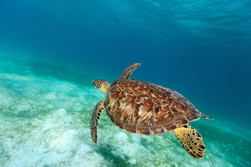 Karetschildpad zeeschildpad