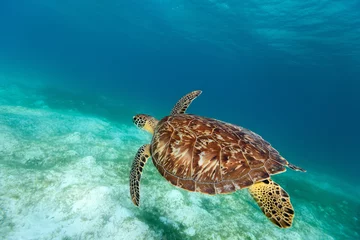 Keuken foto achterwand Schildpad Karetschildpad zeeschildpad