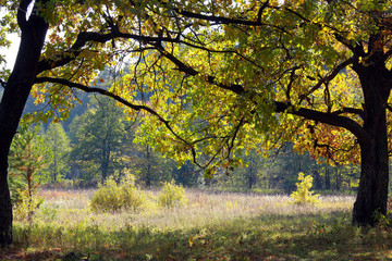 Autumn in the oak grove