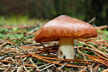 Mushroom suillus luteus