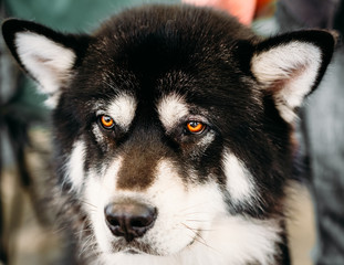 Alaskan Malamute Dog Close Up Portrait