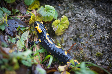 salamander