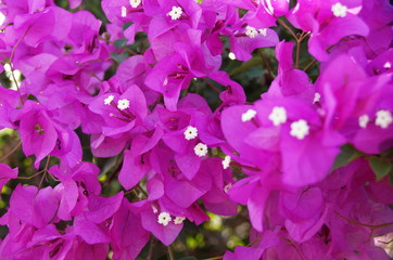 Bougainvillea