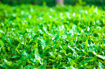 Green field of grass background