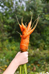 Strange carrots in a hand. mutant.