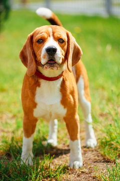 Beagle On Meadow - Pedigree Dog
