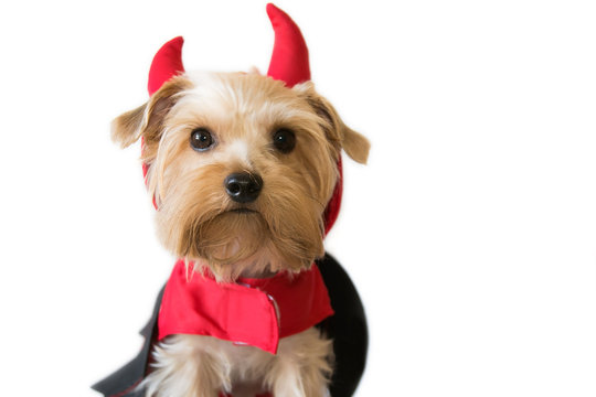 Little Dog With A Fancy Dress Devil