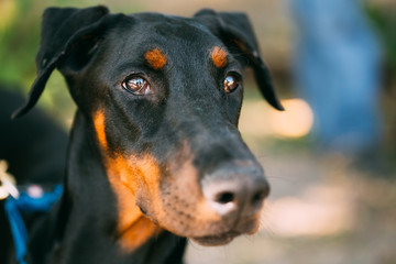 Close Up Black Doberman Dog Outdoor