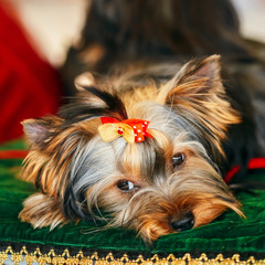 Close Up Cute Yorkshire Terrier Dog