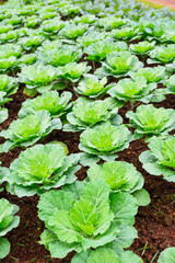 Cabbage plantation green agriculture
