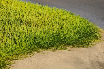 Vegetation an der Küste- Lüderitz