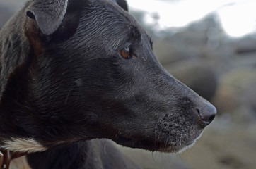 profile of a dog