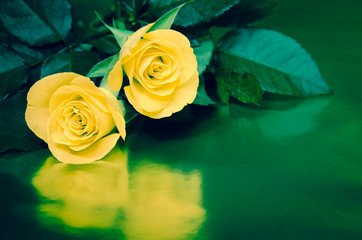 yellow roses