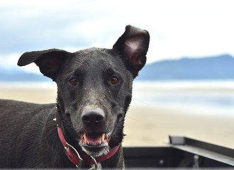 Dog with ear flopping in wind
