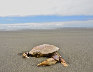 crab in sand