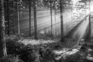 Fotobehang sun and fog in a forest © Vera Kuttelvaserova