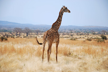 One day of safari in Tanzania - Africa - Giraffe