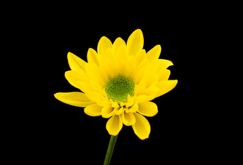 yellow chrysanthemum