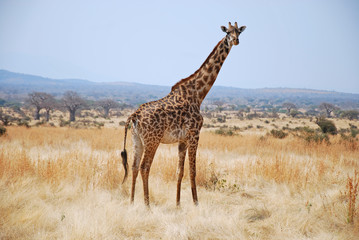 One day of safari in Tanzania - Africa - Giraffe