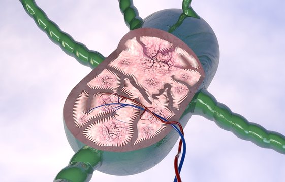 Linfonodo sezione 3d anatomia