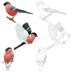 Bullfinch on branch or flying